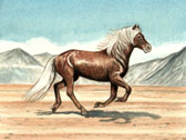 Icelandic Horse Cantering